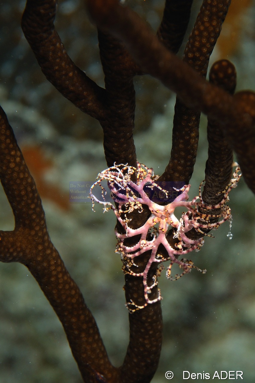 Astrophyton-muricatum juv-Bonaire Buddy Reef-4m-20180222nuit-Denis-ADER-DSC_7631_tn.jpg